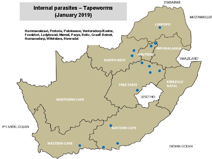 Internal parasites – Tapeworms (January 2019) jkccff Hammanskraal, Pretoria, Polokwane, Ventersdorp/Koster, Frankfort, Ladybrand, Memel,