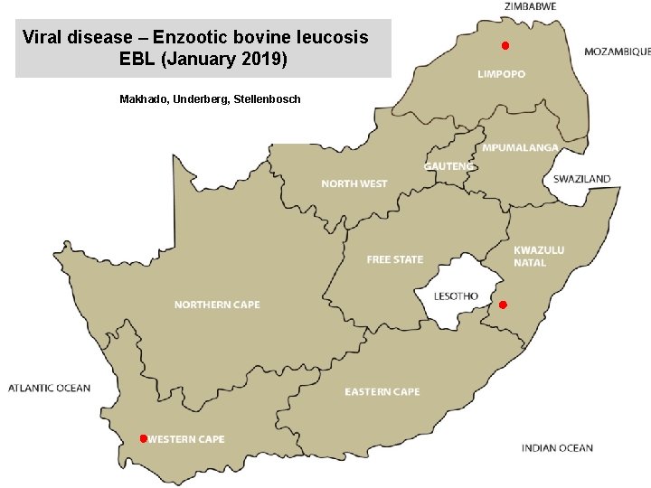 Viral disease – Enzootic bovine leucosis EBL (January 2019) kjkjnmn Makhado, Underberg, Stellenbosch 