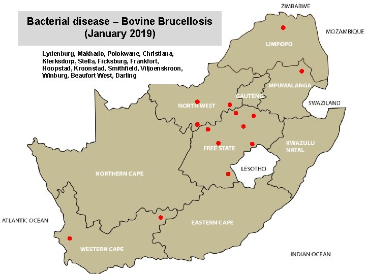 Bacterial disease – Bovine Brucellosis (January 2019) kjkjnmn Lydenburg, Makhado, Polokwane, Christiana, Klerksdorp, Stella,