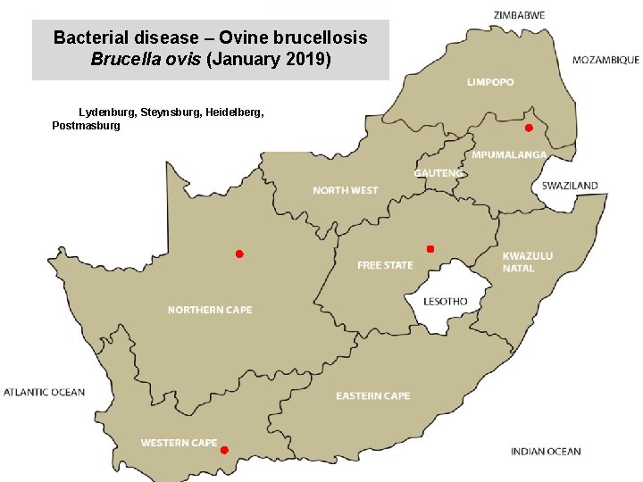 Bacterial disease – Ovine brucellosis Brucella ovis (January 2019) kjkjnmn Lydenburg, Steynsburg, Heidelberg, Postmasburg