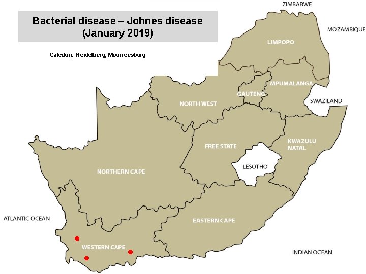 Bacterial disease – Johnes disease (January 2019) kjkjnmn Caledon, Heidelberg, Moorreesburg 