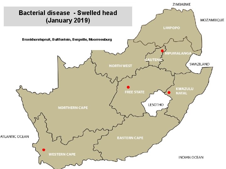 Bacterial disease - Swelled head (January 2019) kjkjnmn Bronkhorstspruit, Bultfontein, Bergville, Moorreesburg 