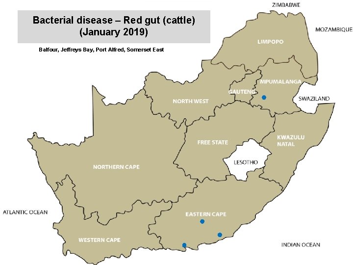 Bacterial disease – Red gut (cattle) (January 2019) kjkjnmn Balfour, Jeffreys Bay, Port Alfred,