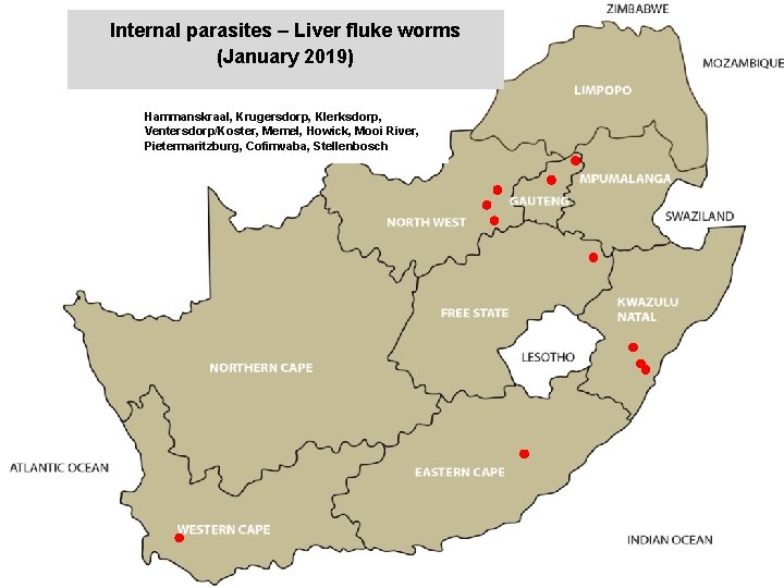 Internal parasites – Liver fluke worms (January 2019) jkccff Hammanskraal, Krugersdorp, Klerksdorp, Ventersdorp/Koster, Memel,