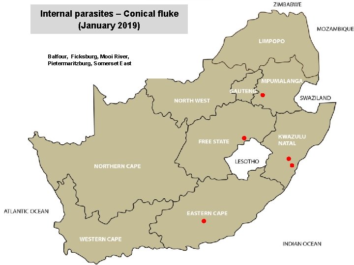 Internal parasites – Conical fluke (January 2019) jkccff Balfour, Ficksburg, Mooi River, Pietermaritzburg, Somerset