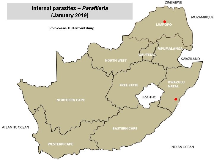 Internal parasites – Parafilaria (January 2019) jkccff Polokwane, Pietermaritzburg 