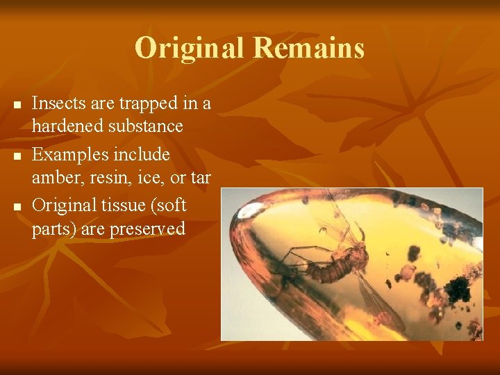 Original Remains n n n Insects are trapped in a hardened substance Examples include
