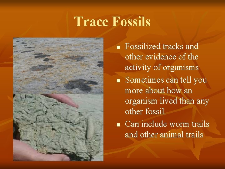 Trace Fossils n n n Fossilized tracks and other evidence of the activity of