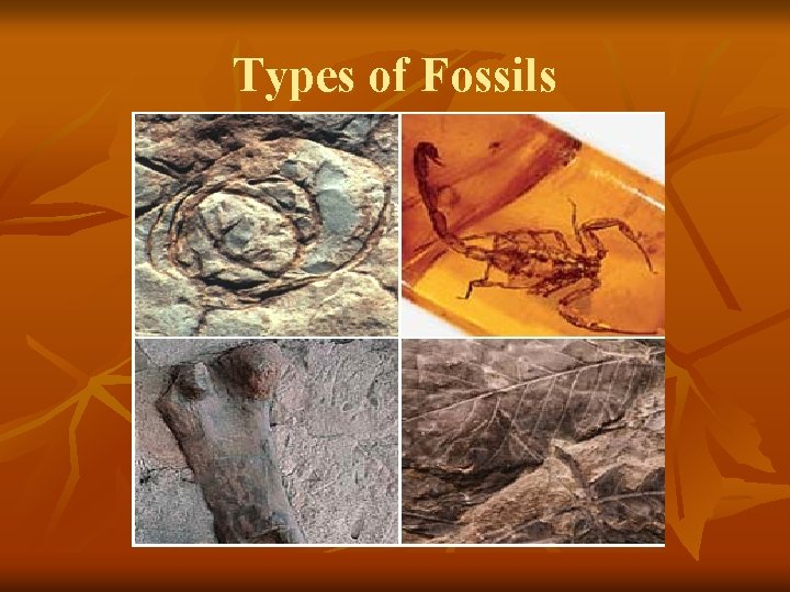 Types of Fossils 