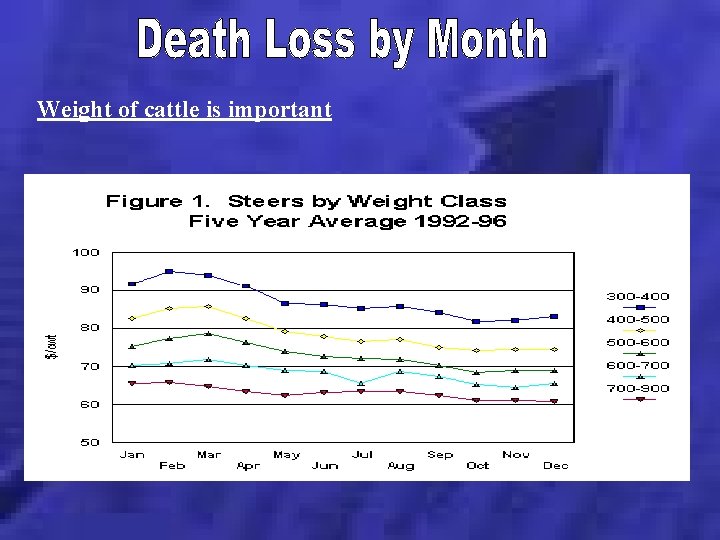 Weight of cattle is important 