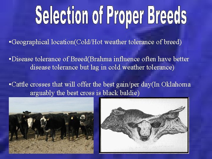  • Geographical location(Cold/Hot weather tolerance of breed) • Disease tolerance of Breed(Brahma influence