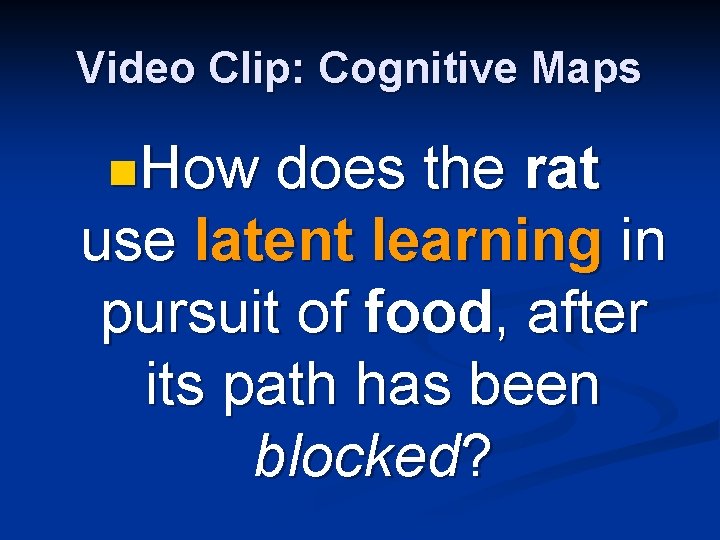 Video Clip: Cognitive Maps n. How does the rat use latent learning in pursuit