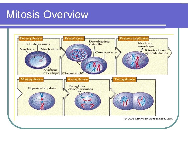 Mitosis Overview 