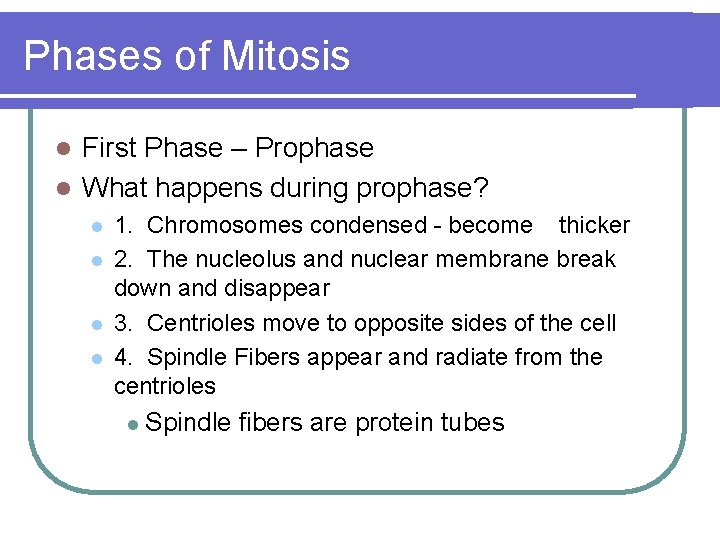 Phases of Mitosis First Phase – Prophase l What happens during prophase? l l