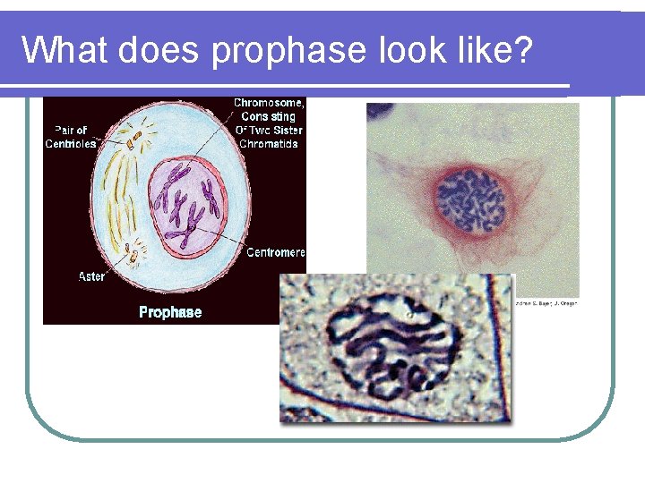 What does prophase look like? 