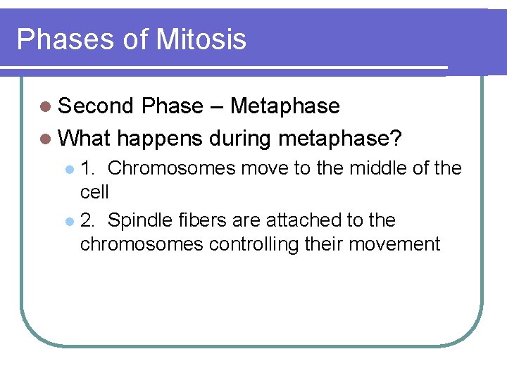 Phases of Mitosis l Second Phase – Metaphase l What happens during metaphase? 1.