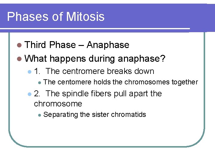 Phases of Mitosis l Third Phase – Anaphase l What happens during anaphase? l
