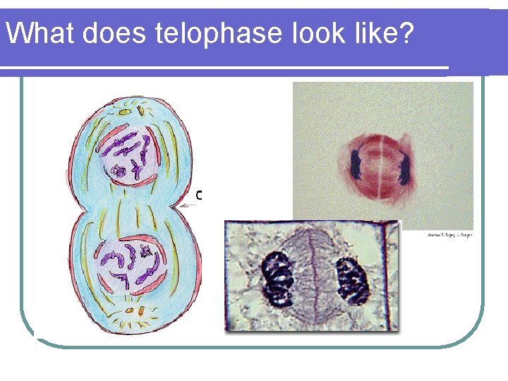 What does telophase look like? 
