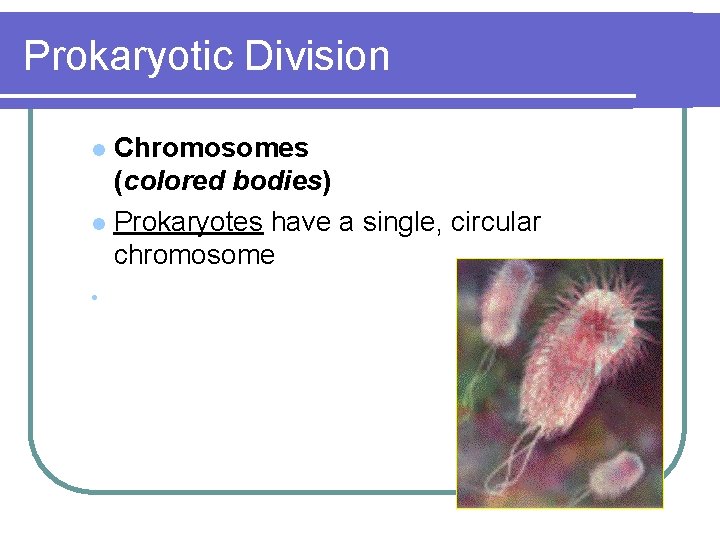 Prokaryotic Division Chromosomes (colored bodies) l Prokaryotes have a single, circular chromosome l •