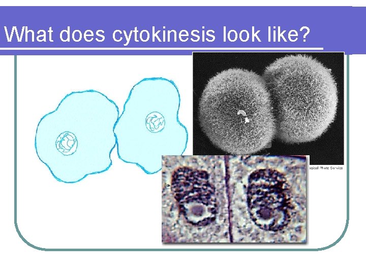 What does cytokinesis look like? 