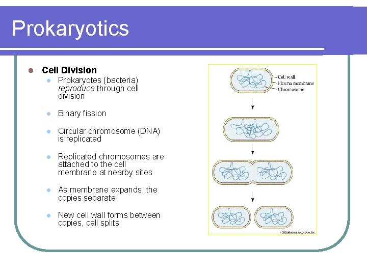 Prokaryotics l Cell Division l Prokaryotes (bacteria) reproduce through cell division l Binary fission