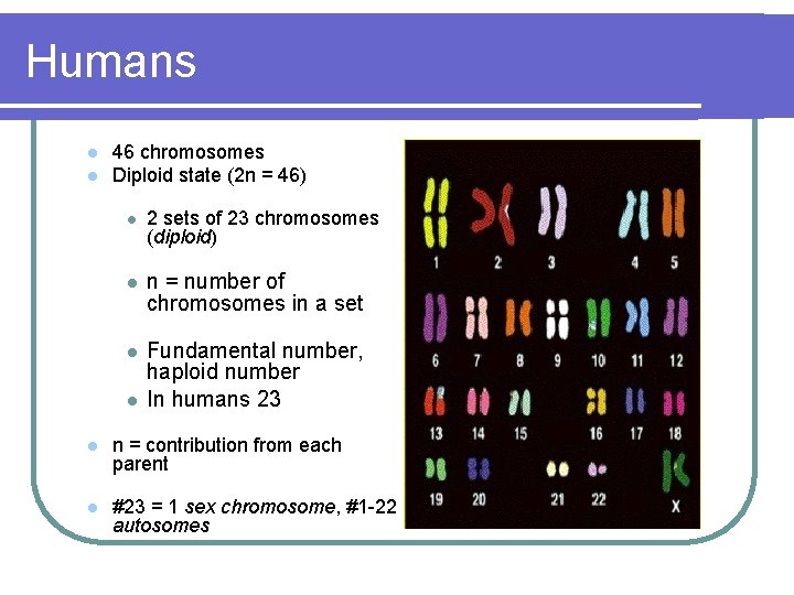 Humans l l 46 chromosomes Diploid state (2 n = 46) l 2 sets