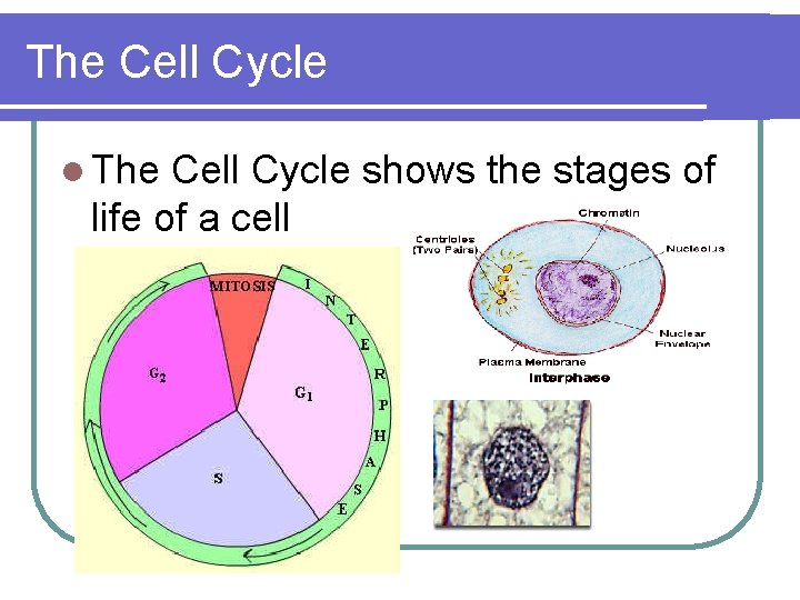 The Cell Cycle l The Cell Cycle shows the stages of life of a