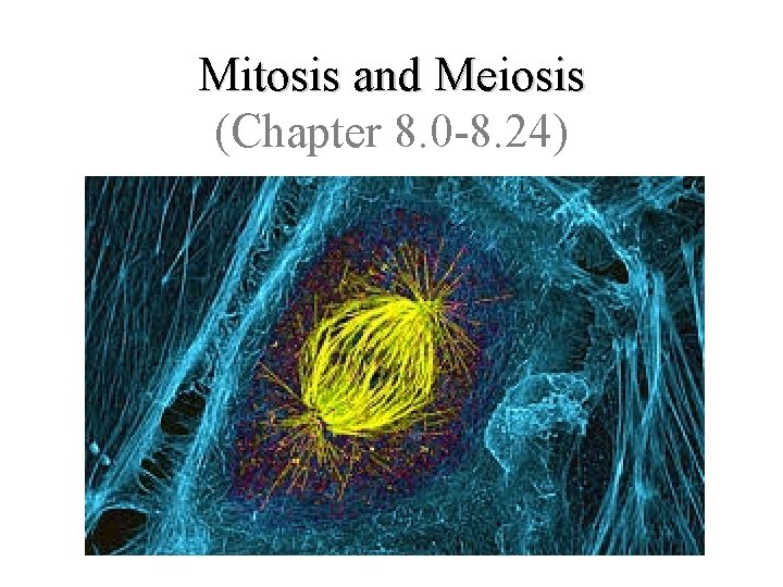 Mitosis and Meiosis (Chapter 8. 0 -8. 24) 