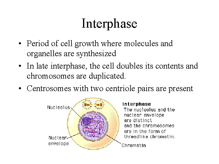 Interphase • Period of cell growth where molecules and organelles are synthesized • In
