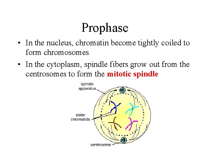 Prophase • In the nucleus, chromatin become tightly coiled to form chromosomes • In