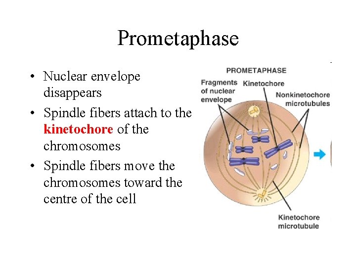 Prometaphase • Nuclear envelope disappears • Spindle fibers attach to the kinetochore of the