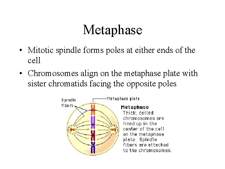 Metaphase • Mitotic spindle forms poles at either ends of the cell • Chromosomes