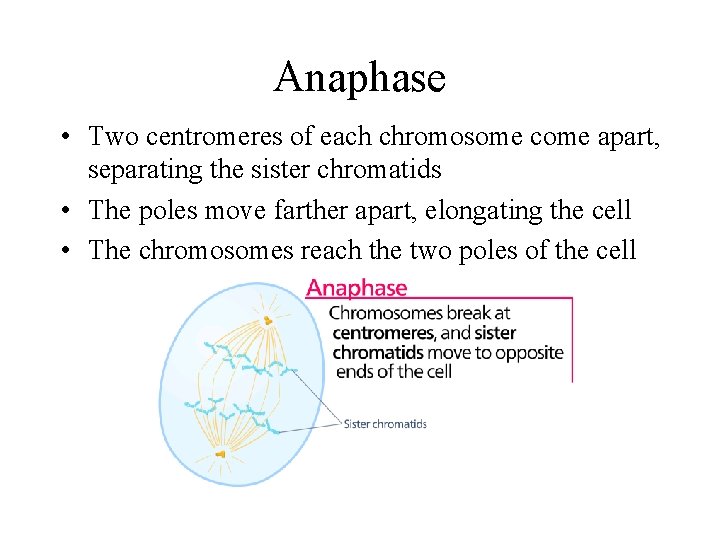 Anaphase • Two centromeres of each chromosome come apart, separating the sister chromatids •