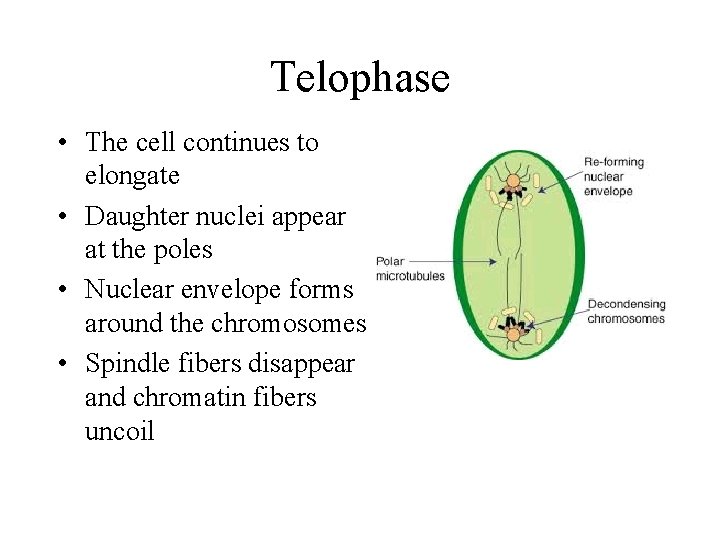 Telophase • The cell continues to elongate • Daughter nuclei appear at the poles