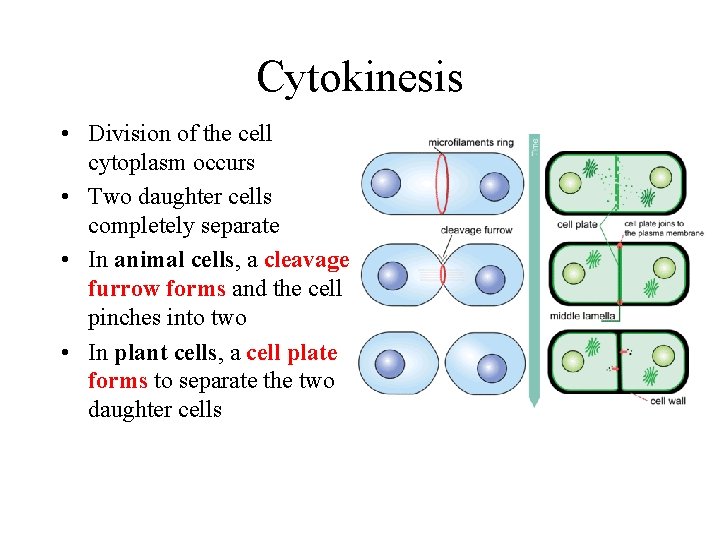 Cytokinesis • Division of the cell cytoplasm occurs • Two daughter cells completely separate