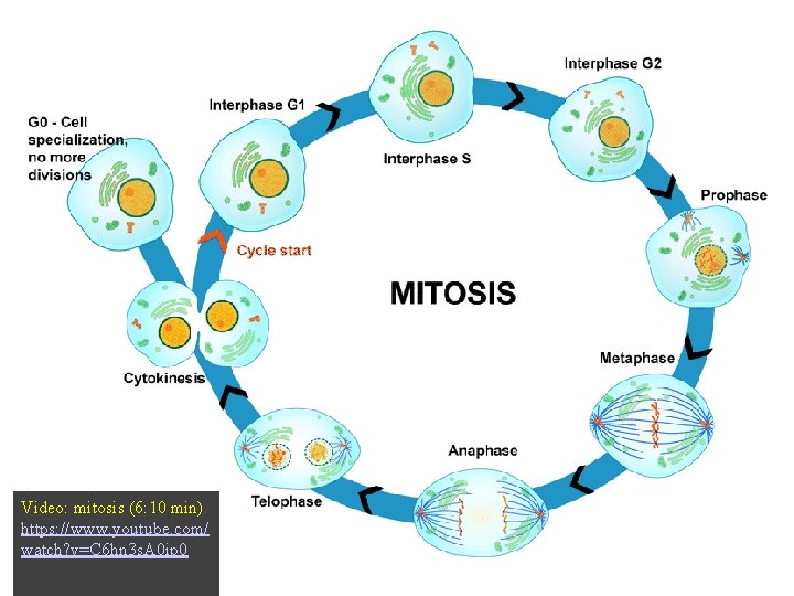 Video: mitosis (6: 10 min) https: //www. youtube. com/ watch? v=C 6 hn 3