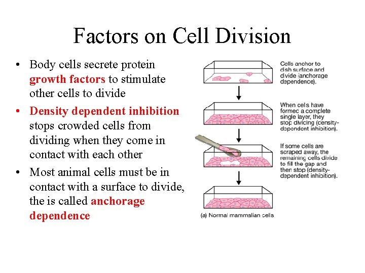 Factors on Cell Division • Body cells secrete protein growth factors to stimulate other