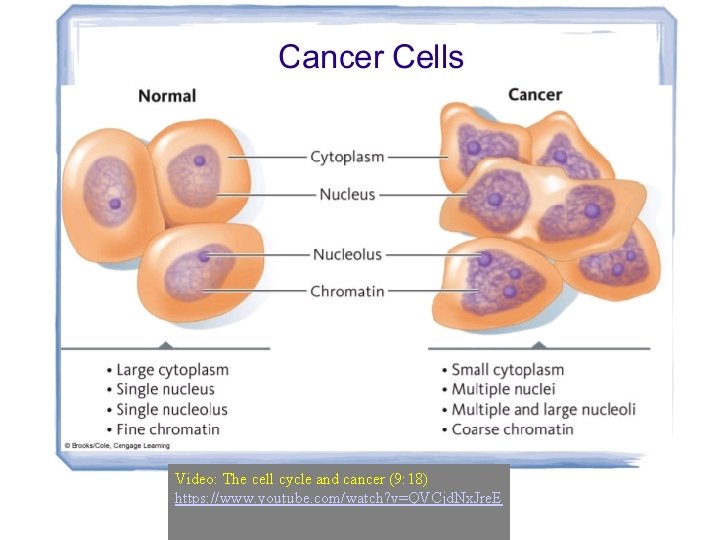 Video: The cell cycle and cancer (9: 18) https: //www. youtube. com/watch? v=QVCjd. Nx.