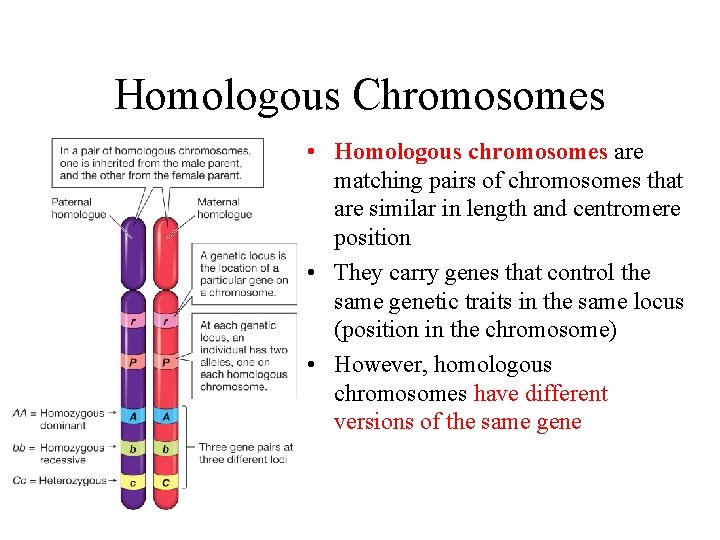 Homologous Chromosomes • Homologous chromosomes are matching pairs of chromosomes that are similar in