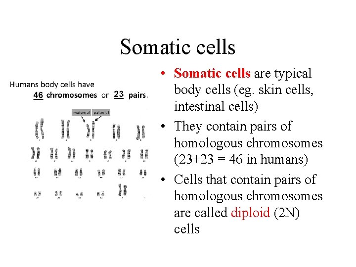 Somatic cells • Somatic cells are typical body cells (eg. skin cells, intestinal cells)