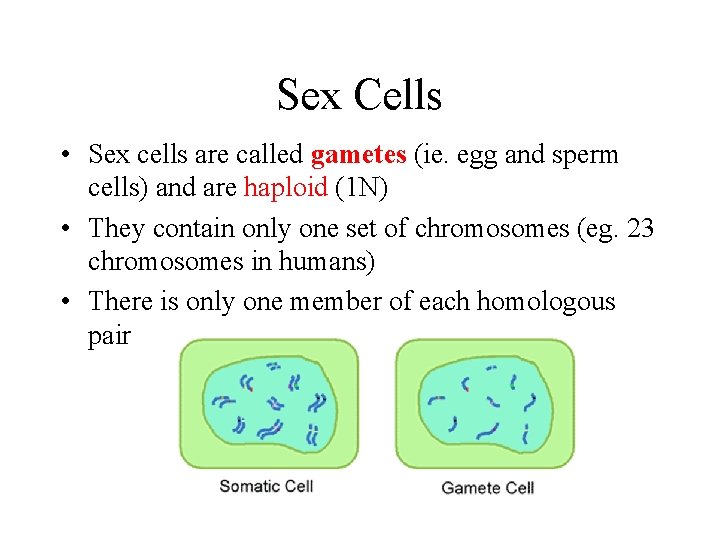 Sex Cells • Sex cells are called gametes (ie. egg and sperm cells) and