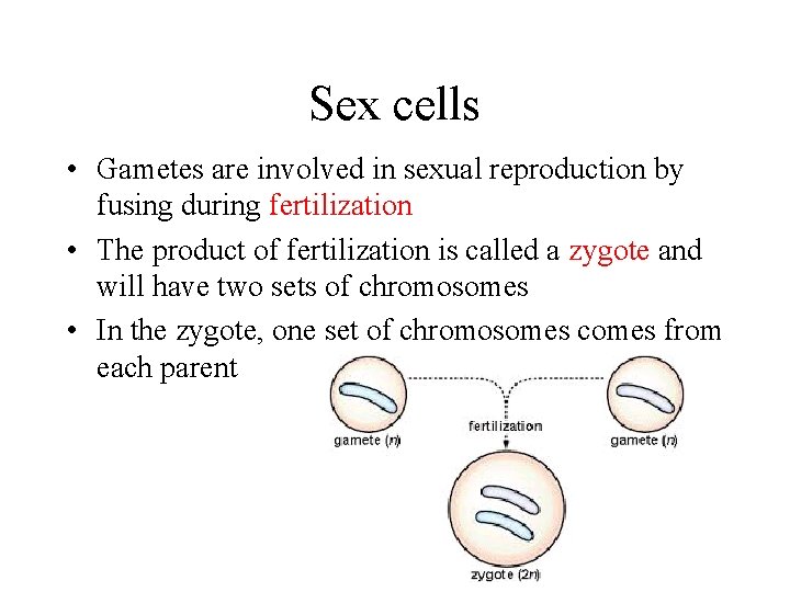 Sex cells • Gametes are involved in sexual reproduction by fusing during fertilization •