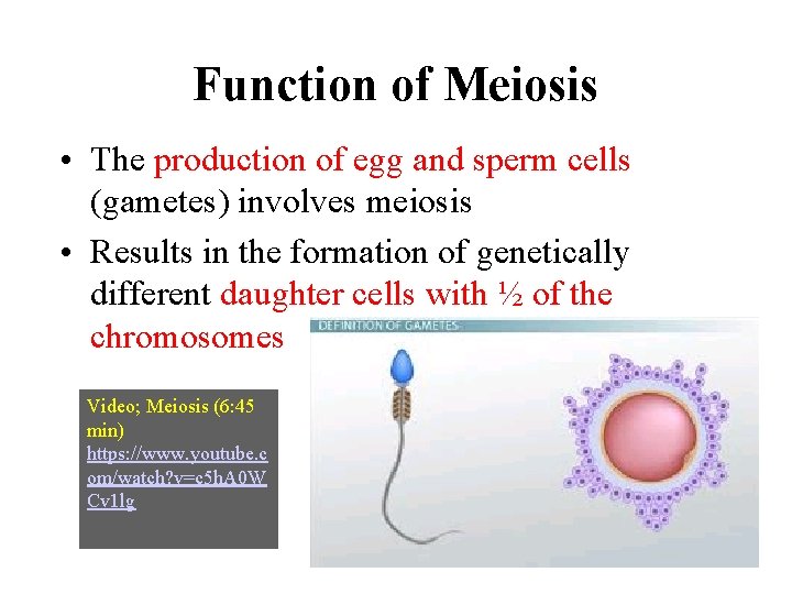 Function of Meiosis • The production of egg and sperm cells (gametes) involves meiosis
