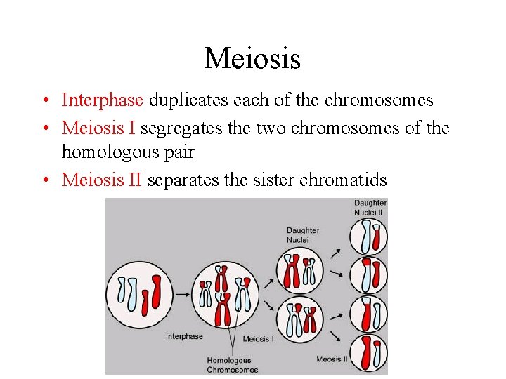Meiosis • Interphase duplicates each of the chromosomes • Meiosis I segregates the two