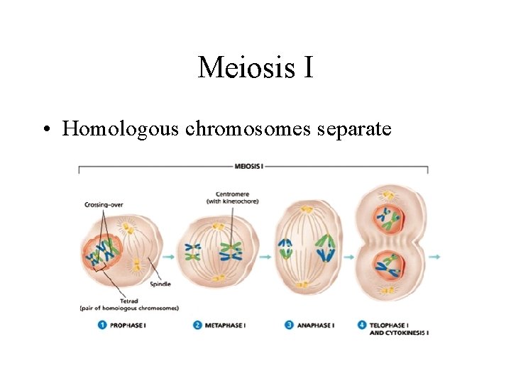 Meiosis I • Homologous chromosomes separate 