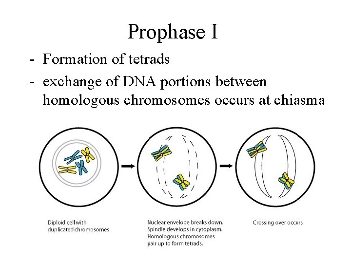 Prophase I - Formation of tetrads - exchange of DNA portions between homologous chromosomes