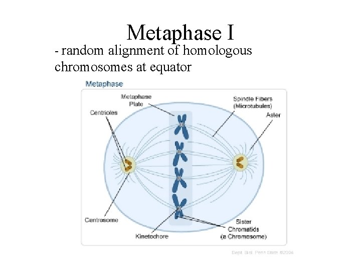 Metaphase I - random alignment of homologous chromosomes at equator 