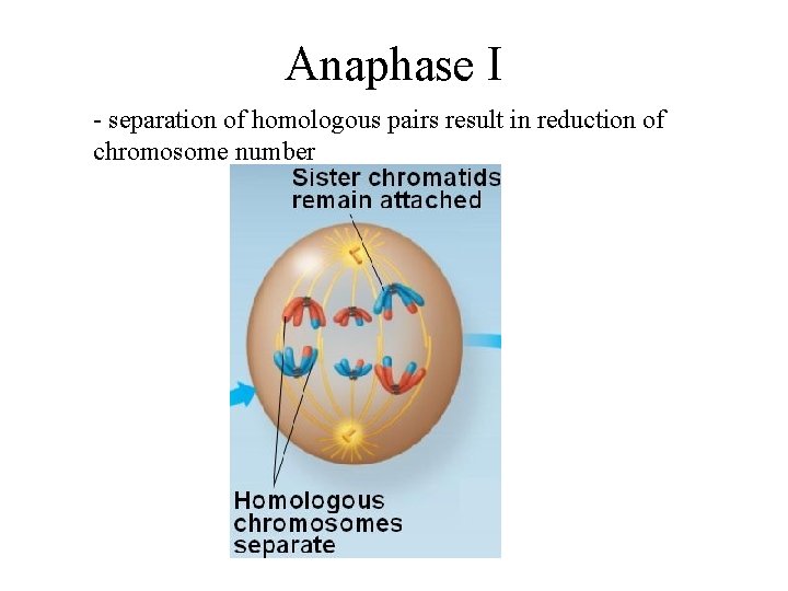 Anaphase I - separation of homologous pairs result in reduction of chromosome number 