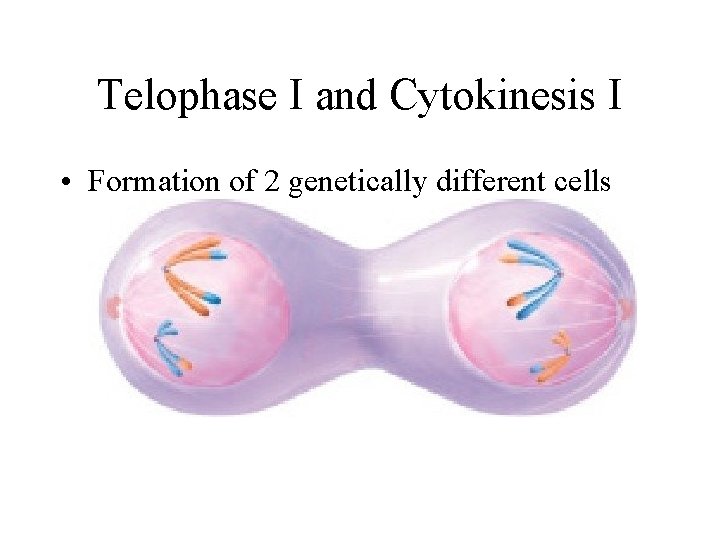 Telophase I and Cytokinesis I • Formation of 2 genetically different cells 