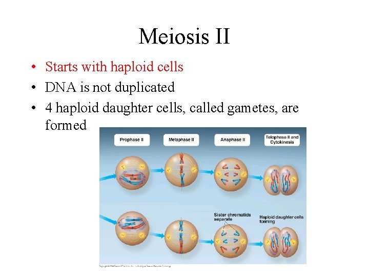 Meiosis II • Starts with haploid cells • DNA is not duplicated • 4
